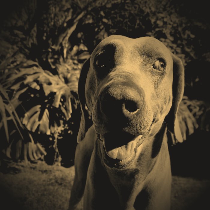 Apolo
